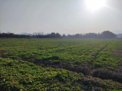 青阳县庙前镇:农业冬管合理时田间地头