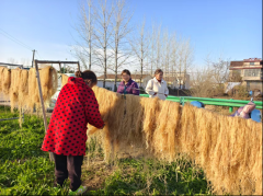 利辛县望疃镇:冬闲变冬忙 手工粉丝帮增