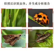 农林虫情测报系统:科技守护绿色生态金
